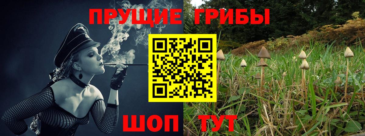Псилоцибиновые грибы Psilocybine cubensis Богородск